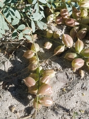 Astragalus oocarpus