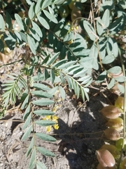 Astragalus oocarpus