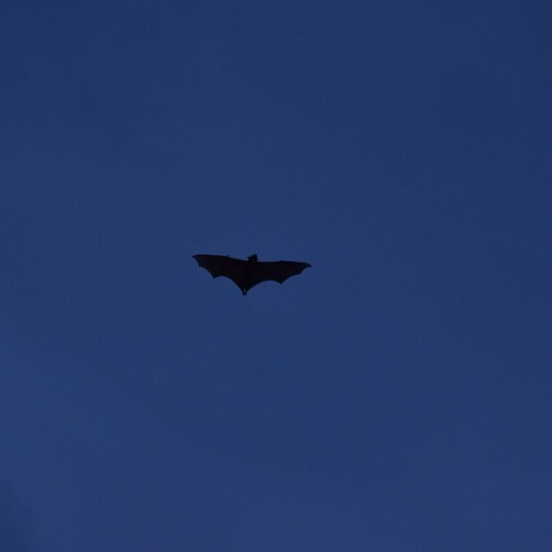 Straw-coloured Fruit Bat