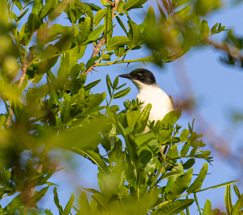 Fork-tailed Flycatcher