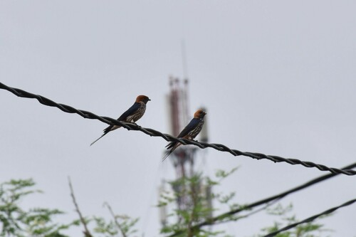 Lesser Striped Swallow
