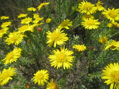 Oedera fruticosa, photograph (c) douglaseustonbrown, some rights reserved (CC BY-SA)