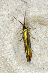 Coleophora deauratella