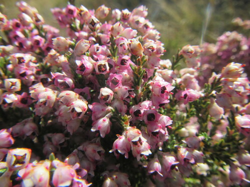 Featherhair Heath (Erica lucida)