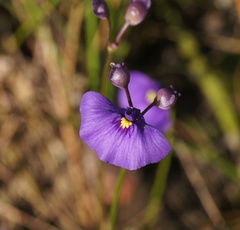 Utricularia beaugleholei