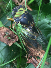 Neotibicen tibicen tibicen