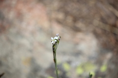 Turritis glabra