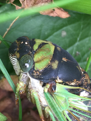 Neotibicen tibicen tibicen