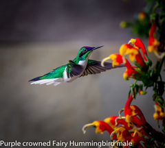 Purple-Crowned Fairy photo 1