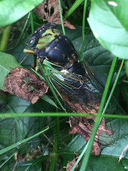 Neotibicen tibicen tibicen