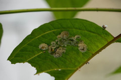 Macremphytus tarsatus