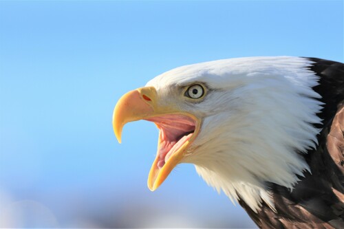 Bald Eagle photographed in Alaska