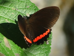 Biblis