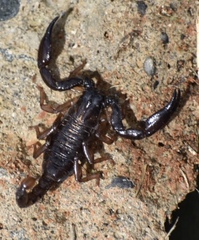 Chactas vanbenedenii