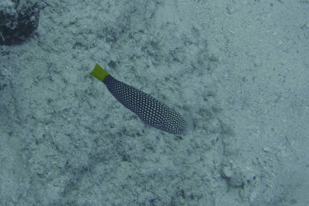 Yellowtail wrasse