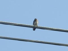 Petrochelidon pyrrhonota