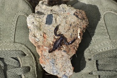 Chactas vanbenedenii