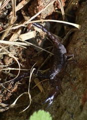 Chactas vanbenedenii