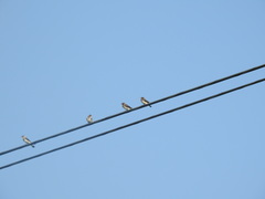 Petrochelidon pyrrhonota