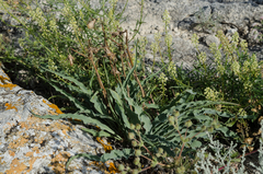 Takhtajaniantha crispa