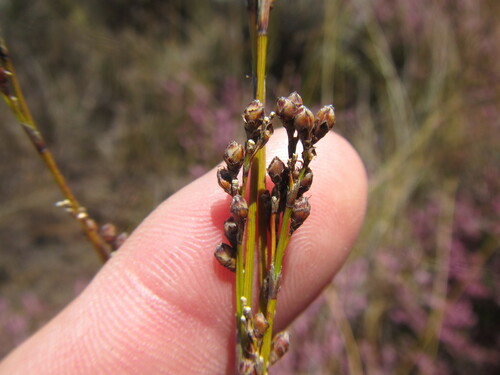 Image of Tetraria fimbriolata by (c) douglaseustonbrown, some rights reserved (CC BY-SA)