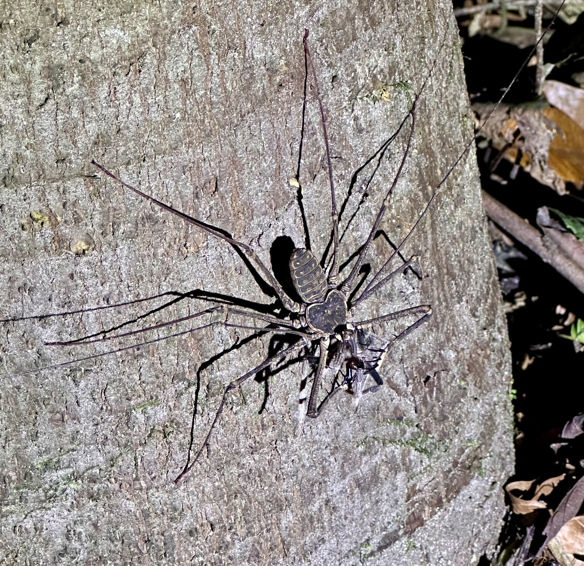 Heterophrynus batesii (Butler, 1873)