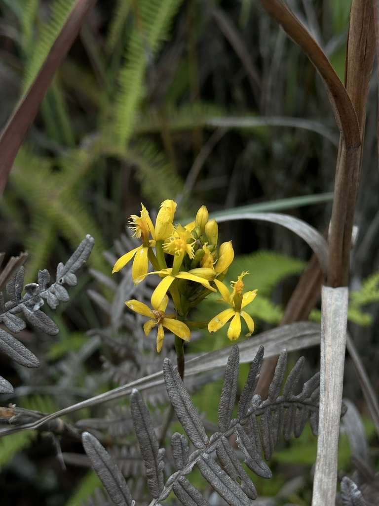 Epidendrum viridiflavum Hágsater & J.D.Medina