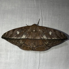 Oxydia translinquens