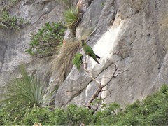 Rhynchopsitta terrisi