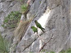 Rhynchopsitta terrisi