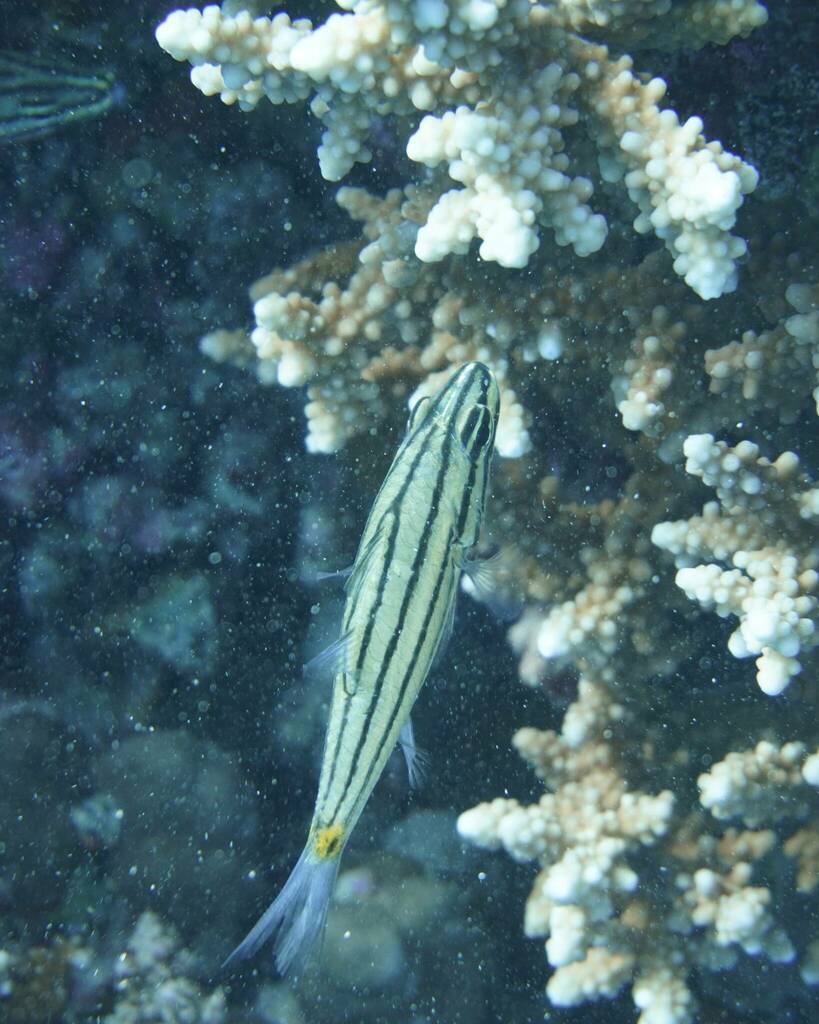 Fivelined cardinalfish