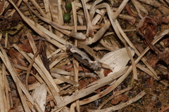 Rhigognostis poulella
