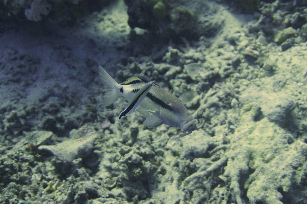 Long-barbel Goatfish