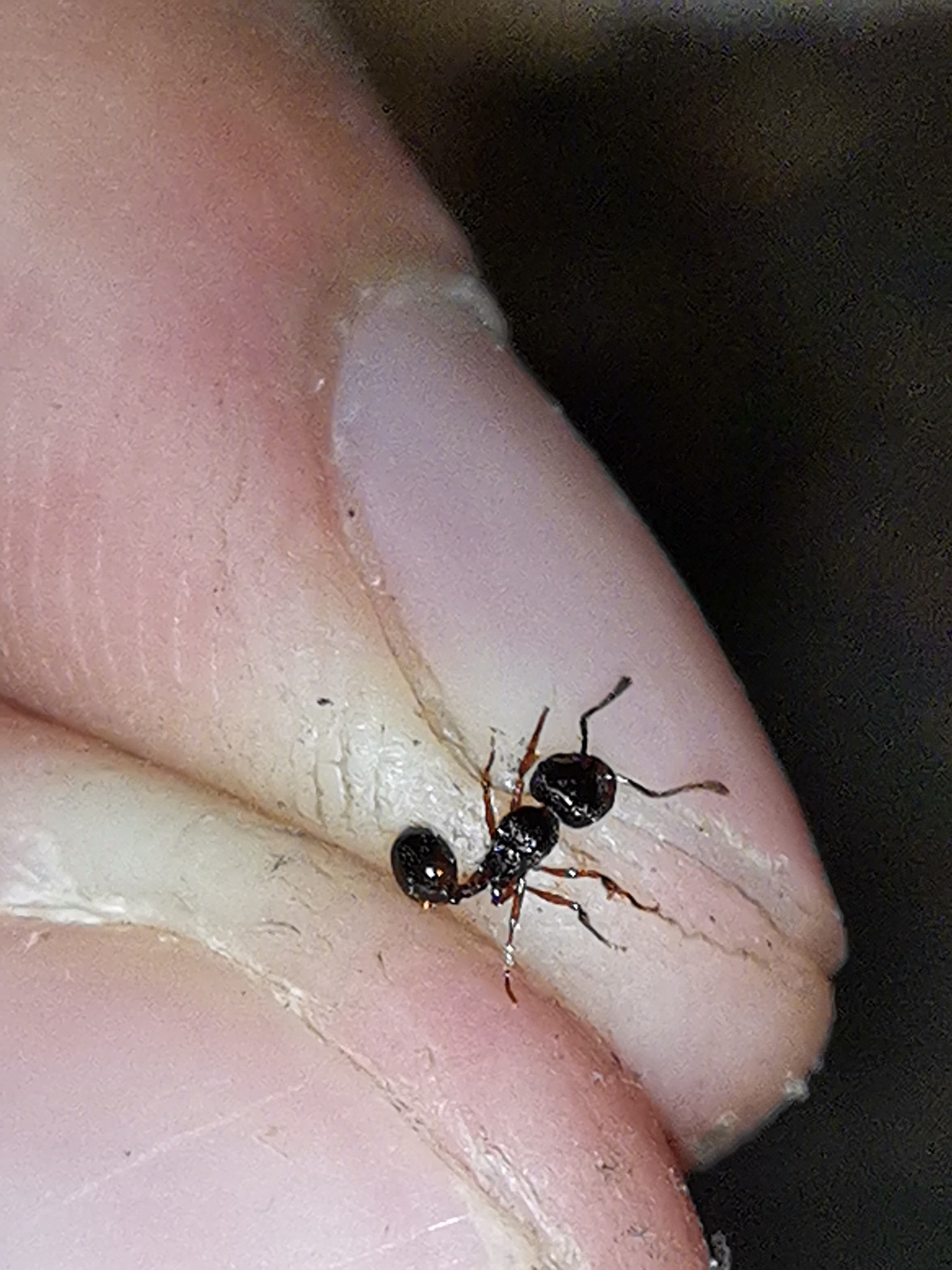 Perissomyrmex