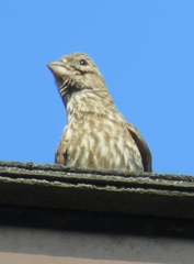 Haemorhous mexicanus