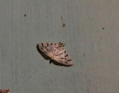 Pycnarmon virgatalis