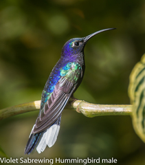 Violet Sabrewing photo 5
