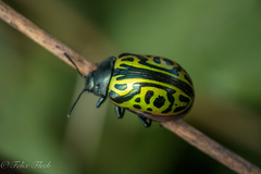 Calligrapha mexicana