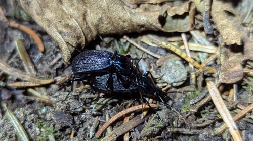 Two-ridged False Snail-eating Beetle photo 2
