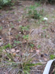 Piptatheropsis pungens