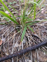 Piptatheropsis pungens