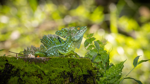 Green Basilisk, Limón Province, Pococí, Costa Rica, photo 8 of 10
