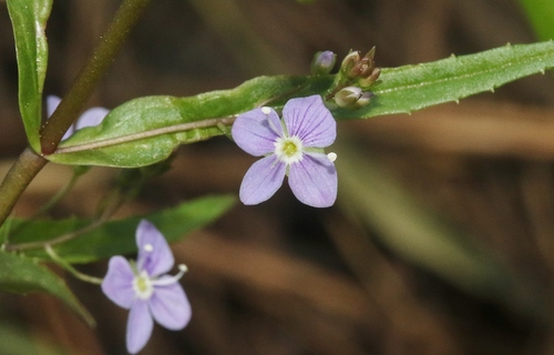 Veronica delle paludi