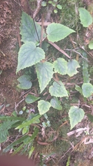 Jewel orchid (Humbertacalia)