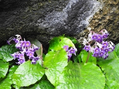 Conandron ramondioides