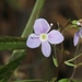Marsh Speedwell - Photo (c) James Bailey, some rights reserved (CC BY-NC), uploaded by James Bailey