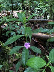 Ruellia puri