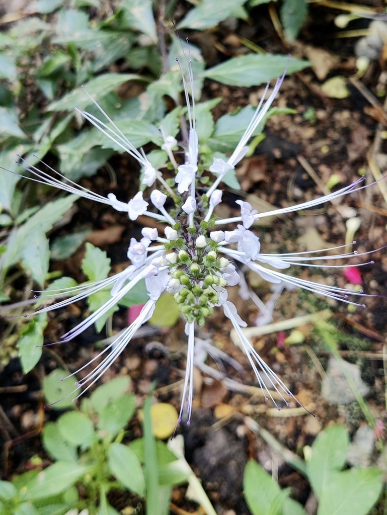 Orthosiphon aristatus, Gachibowli, Hyderabad, Telangana, India