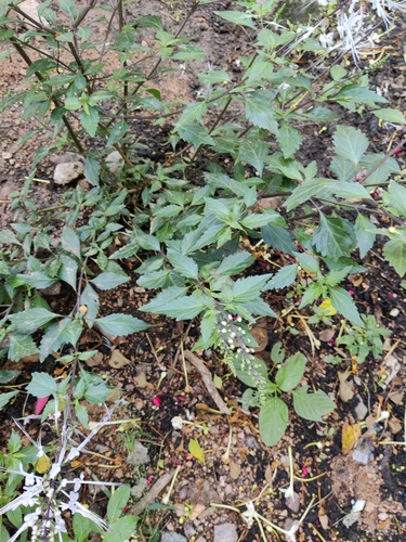 Orthosiphon aristatus