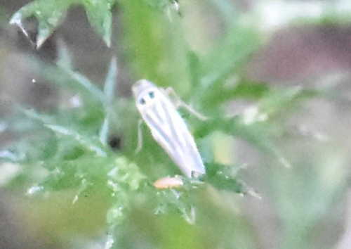 Eupteryx tenella, Groesbeek, Nieuweweg 65, Nederland, photo 4 of 10